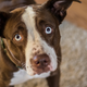 Image for article titled Signs It’s Time To Rehome Your Dog